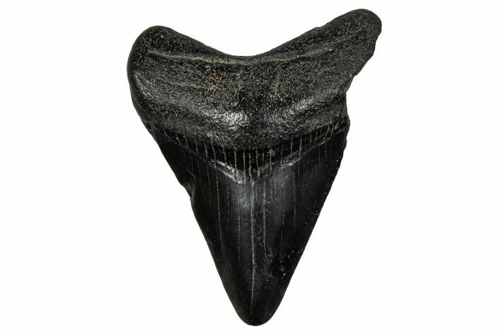 Juvenile Megalodon Tooth - South Carolina #340728